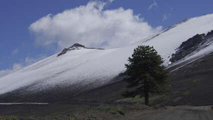 Araucaria en la reserva nacional Malalcahuello, con fondo de montaña nevada