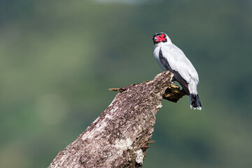 Masked tityra (Tityra semifasciata). Bird looking at the camera from the top of a dry trunk