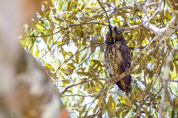 Stygian Owl (Asio stygius). Owl gazing angrily from the top of a tree on a sunny day.