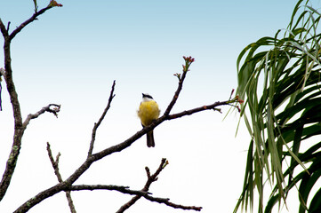Beautiful little bird landed on the branch of a tree