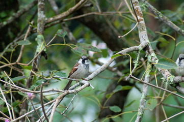 Beautiful little bird landed on the branch of a tree