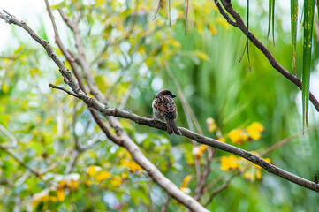 Beautiful little bird landed on the branch of a tree