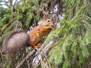 The squirrel with nut sits on tree in the autumn. Eurasian red squirrel, Sciurus vulgaris.