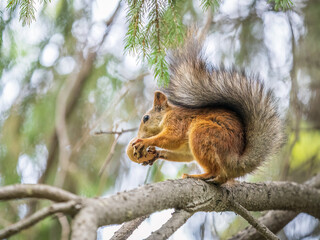 The squirrel with nut sits on tree in the autumn. Eurasian red squirrel, Sciurus vulgaris.