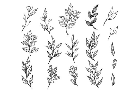 branches collection with hand drawing style. vintage leaves hand drawn
