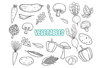 hand drawing vegetables collection on white background