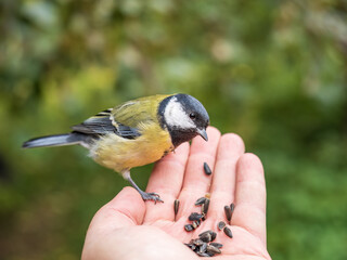 A tit sits on a man's hand and eats seeds.