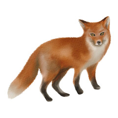 Fototapeta premium red fox vulpes PNG Clipart Illustration