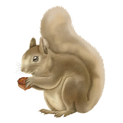 Squirrel PNG Clipart Illustration