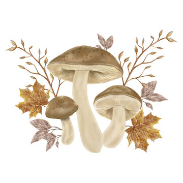 Mushrooms PNG Clipart Illustration
