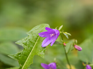Campanula rapunculoides, creeping bellflower, or rampion bellflower