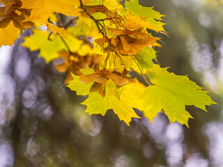 Maple branches with yellow leaves and seeds in autumn, in the light of sunset.