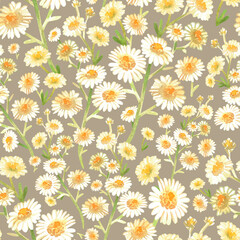 Chamomile seamless pattern. Watercolor vintage illustration. Isolated on a beige background.