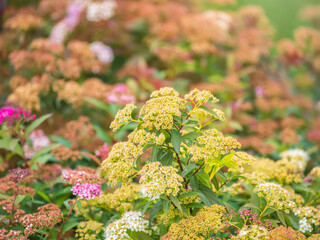 Flowers of Spiraea japonica double play pink, the Japanese meadowsweet, Japanese spiraea or Korean...