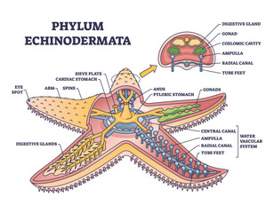 Phylum echinodermata or starfish anatomy with inner structure outline diagram. Labeled educational detailed scheme with zoology description for sea life animal inner organs vector illustration. - obrazy, fototapety, plakaty