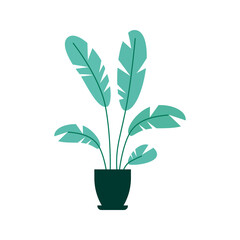 Hand drew Home decoration plant vector illustration 