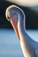 close up of pelican