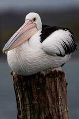 pelican on a rock