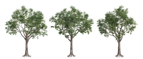 tree isolated on transparent background , tree 3d render