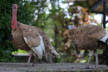 Brown turkeys with no feathers on their head and neck but covered with red crested skin are classified as flightless birds. The Turkey walks on cement floor. Turkey is commonly eaten on Thanksgiving.
