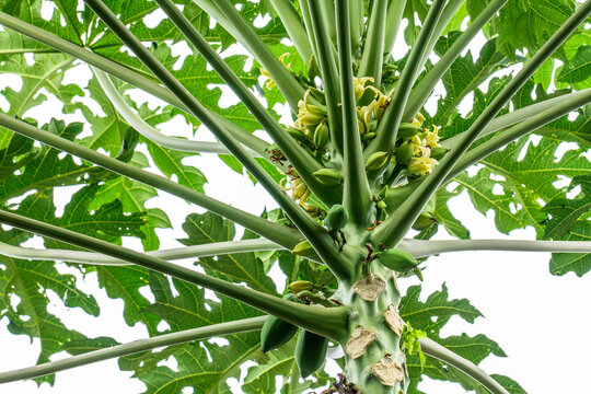 A papaya plant that is flowering and bearing fruit with unique green leaves with a pipe-shaped leaf stalk