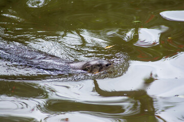 Beautiful otter swimming in the river
