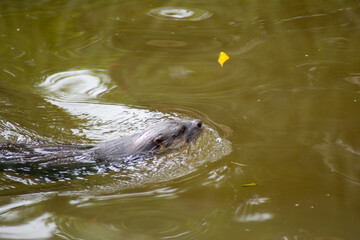 Fototapeta premium Beautiful otter swimming in the river