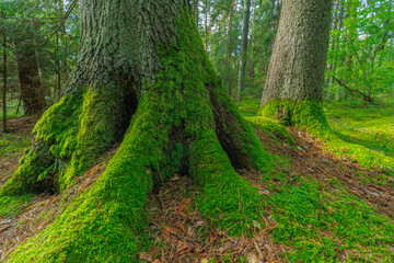 The green roots of a tree in the forest