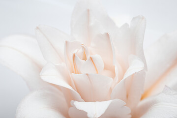Natural floral background, close up white lily flower, pastel color celebrate background, nature...