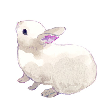 うさぎの水彩イラスト（背景透過）