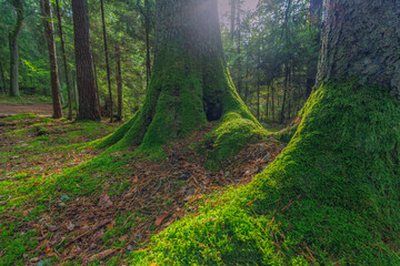 The green roots of a tree in the forest