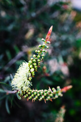 native Australian yellow callistemon plant outdoor in beautiful tropical backyard