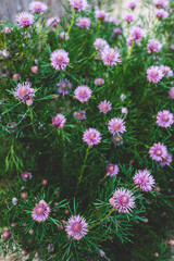 Obraz premium native Australian isopogon candy cone plant with pink flowers outdoor in beautiful tropical backyard