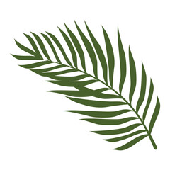 Fototapeta na wymiar palm leaf plant foliage