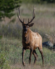 A young Bull Elk chasing a Cow during the annual rut