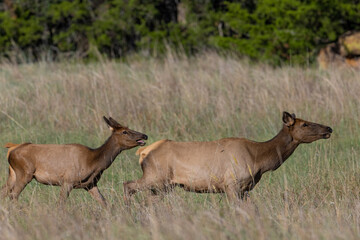 An Elk Cow and Calf running during the rut