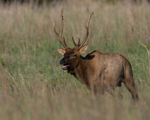 Naklejka na ściany i meble A young Bull Elk chasing a Cow during the annual rut