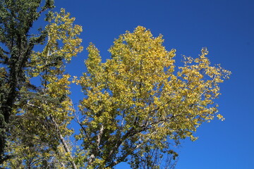 yellow leaves against sky, Fort Edmonton Park, Edmonton, Alberta