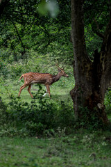 deer in the forest