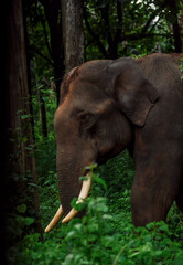 Elephant,sunflower,lake,river,deer,monkey,peacock,sun