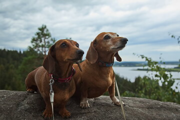 Red dachshunds on glacial basalt on a cloudy day.