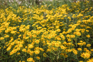 Yellow autumn flowers growing in the meadow.
