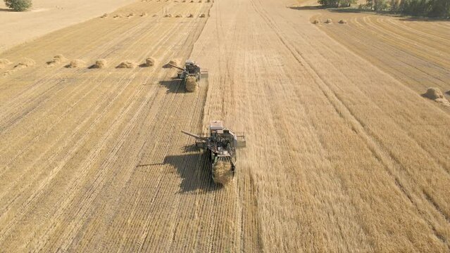 Harvesting of grain crops.Harvesting wheat,oats and barley in fields,ranches and farmlands.Combines mow wheat in the field.Agro-industry.Combine Harvester Cutting on wheat filed.Machine harvest wheat