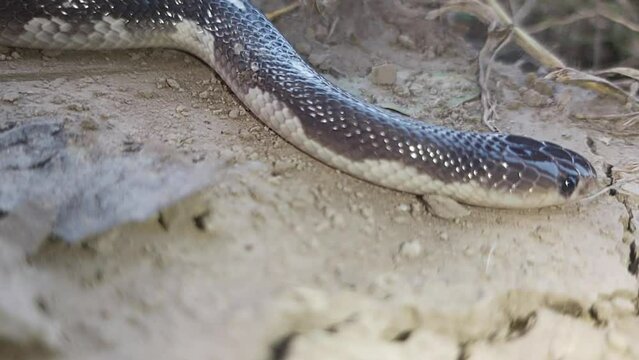 Common Krait Bengali Krait Snake