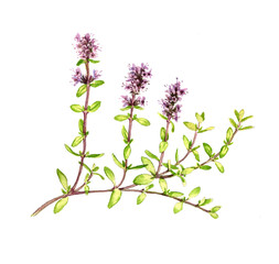 watercolor drawing plant of broad-leaved thyme, Thymus pulegioides isolated at white background , hand drawn botanical illustration