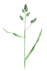 watercolor drawing plant of cat grass, Dactylis glomerata , hand drawn botanical illustration