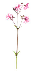 watercolor drawing plant of ragged-robin, Silene flos-cuculi , hand drawn botanical illustration