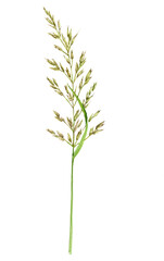 watercolor drawing plant of bulbous oat grass, Arrhenatherum elatius , hand drawn botanical illustration