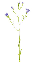 Fototapeta na wymiar watercolor drawing plant of spreading bellflower, Campanula patula , hand drawn botanical illustration