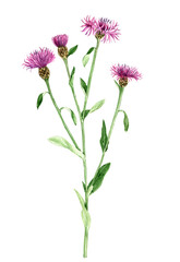 watercolor drawing plant of brown knapweed, Centaurea jacea isolated at white background , hand drawn botanical illustration - obrazy, fototapety, plakaty